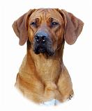 Rhodesian Ridgeback 9Y86D-111_2